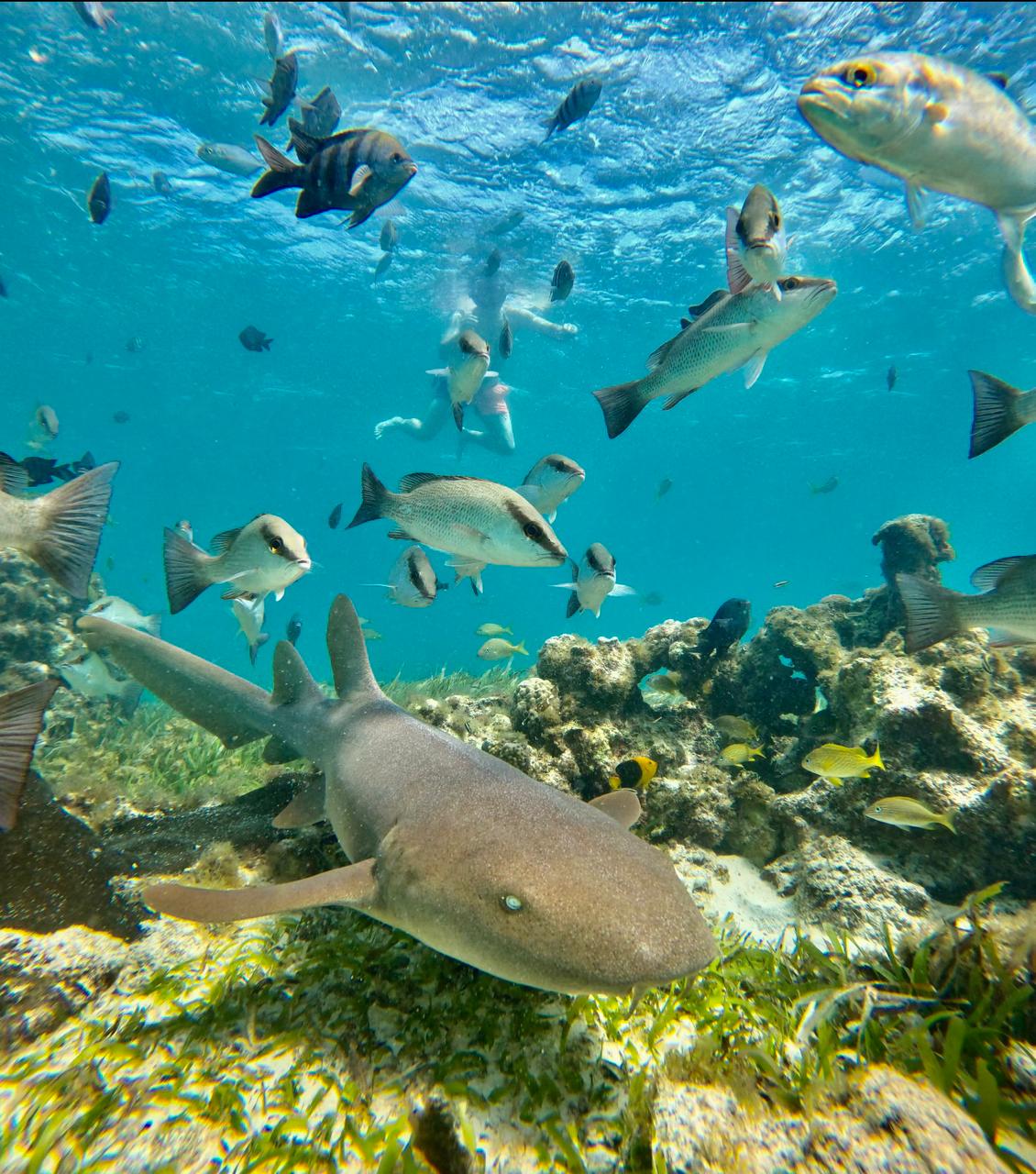 whatsapp image 2025 12 10 at 11.45.11 pm (1)