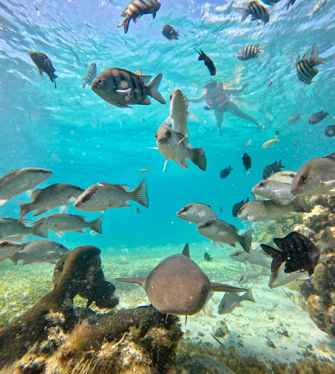 whatsapp image 2025 12 10 at 11.45.11 pm (2)