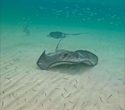 whatsapp image 2025 12 10 at 11.45.07 pm (1)