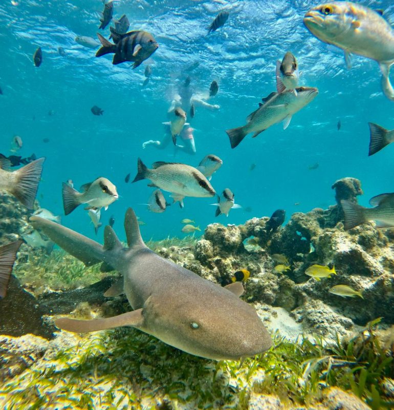 whatsapp image 2025 12 10 at 11.45.11 pm (1)